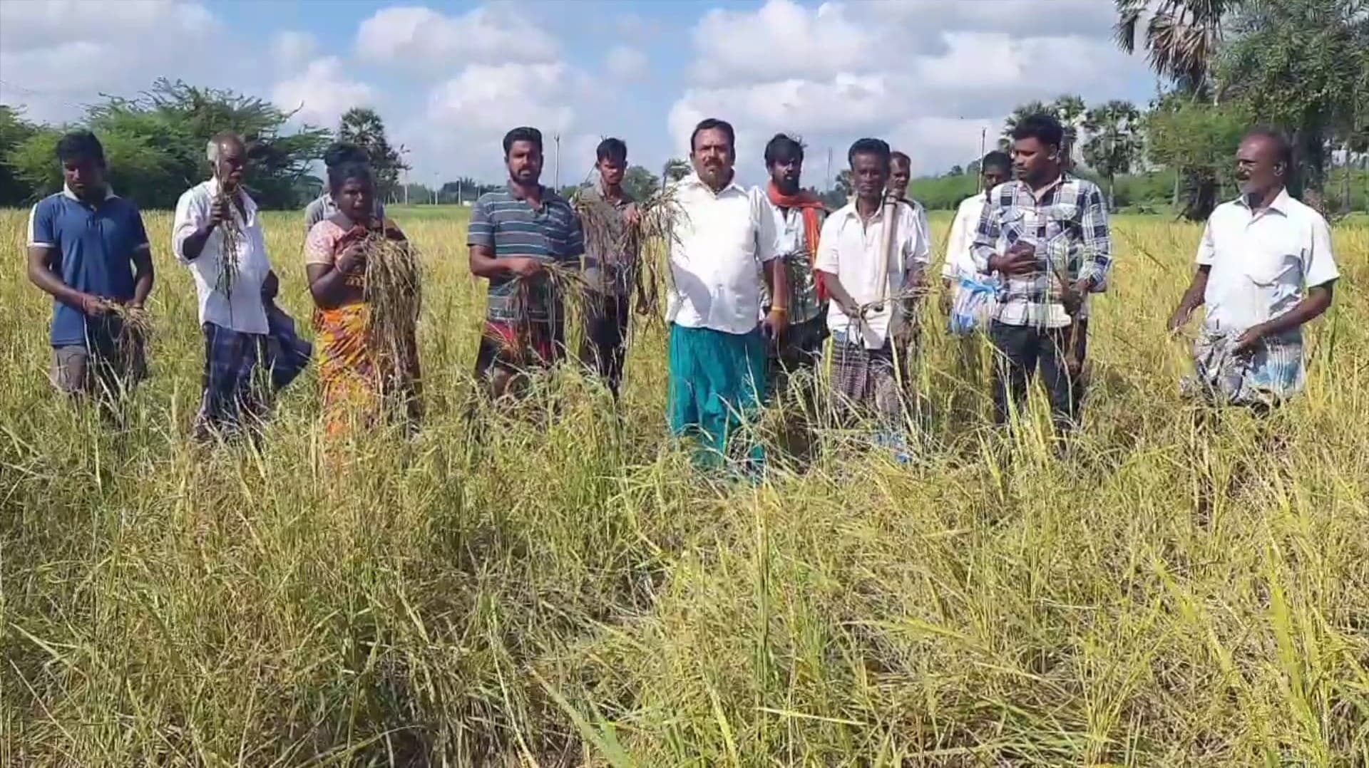 அறுவடைக்குத் தயாராக இருந்த சம்பா நெற்பயிர்கள் பன்றிகளால் சேதம்