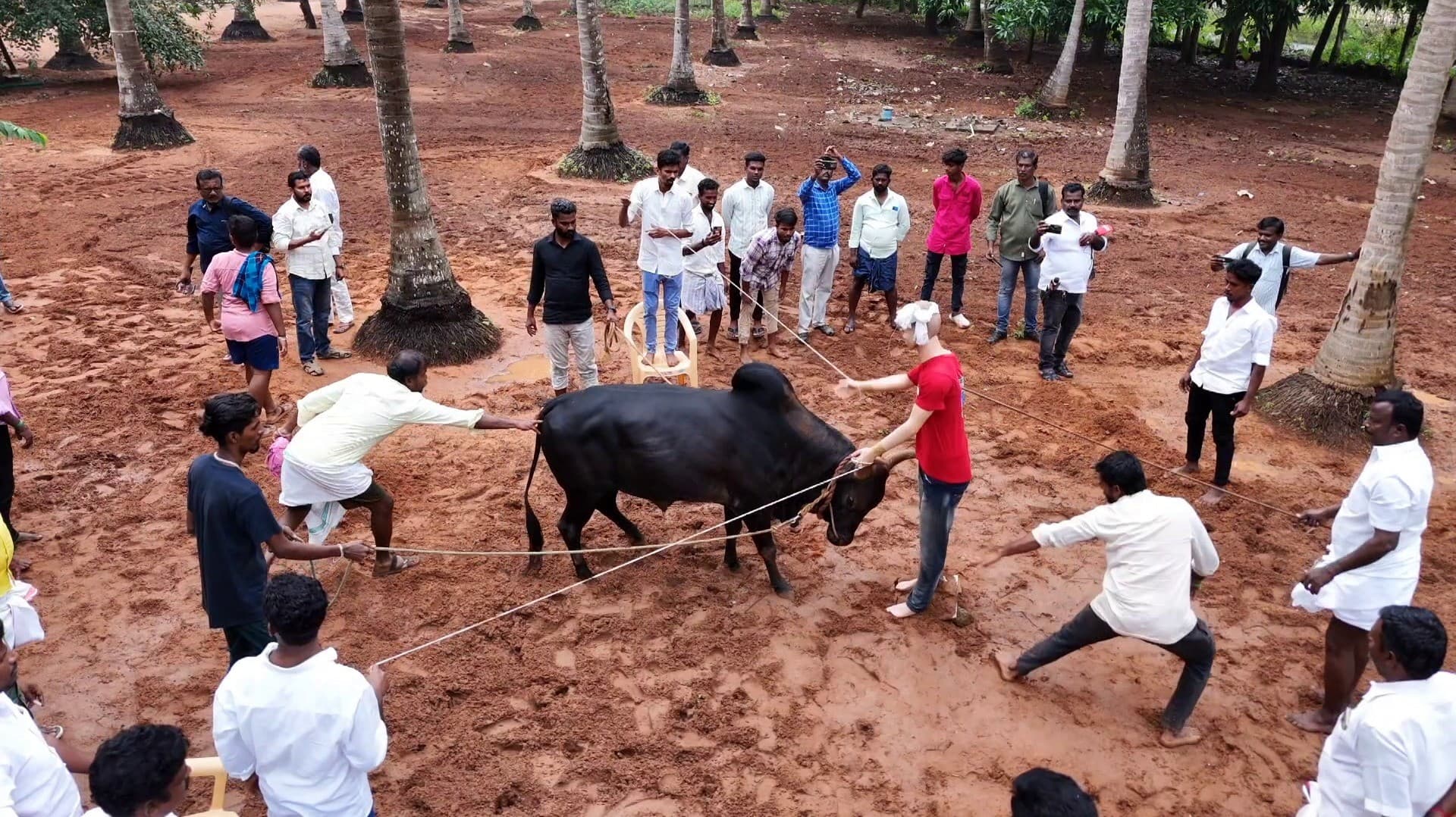 இலங்கை கிழக்கு மாகாண முன்னாள் ஆளுநர் செந்தில் தொண்டைமானின் டாப் 10 காளைகளுக்கு தீவிர பயிற்சி