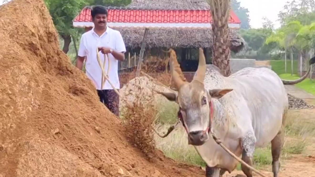 வளர்ப்பு காளைகளுக்கு பயிற்சி அளிக்கும் முன்னாள் அமைச்சர்