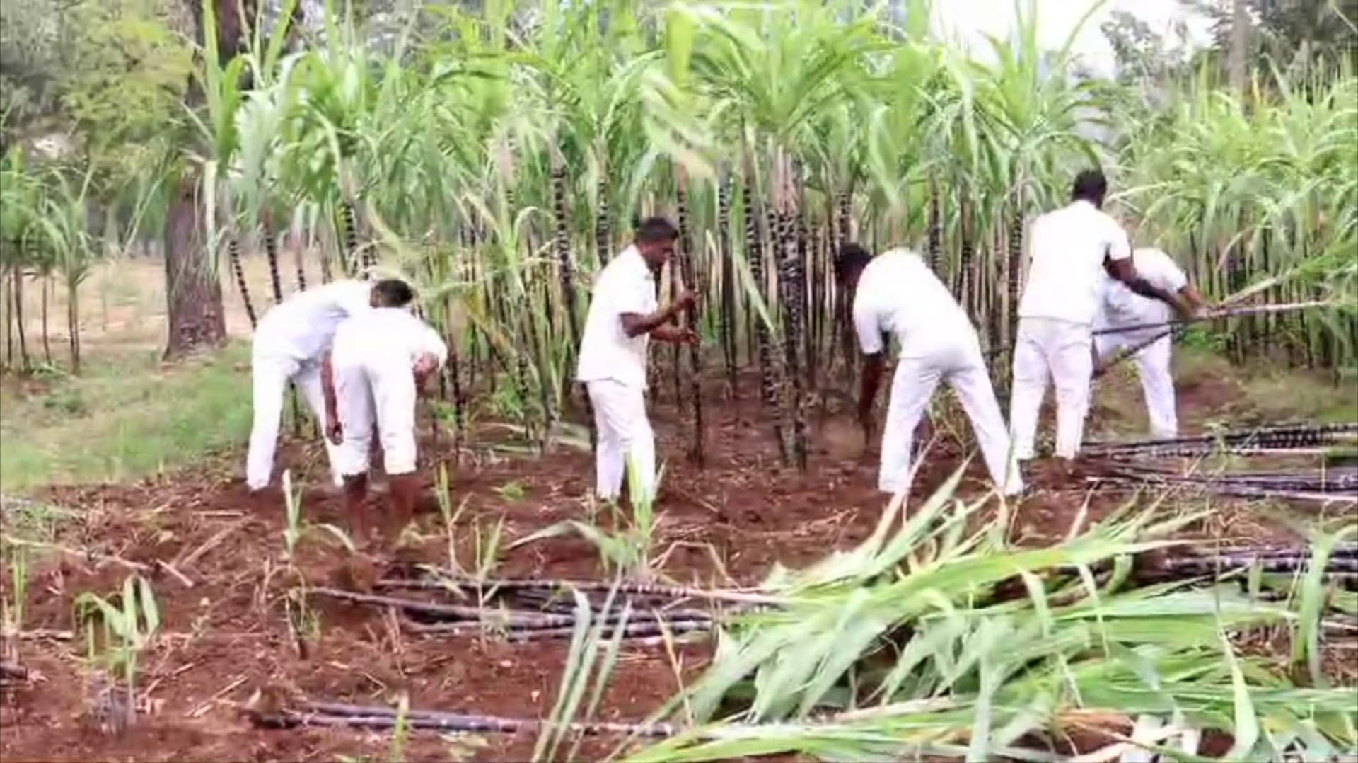 சேலம் மத்திய சிறை தோட்டத்தில் சாகுபடி செய்யப்பட்ட கரும்புகள்... பொங்கல் பண்டிகை நாளில் சிறைக் கைதிகளுக்கு வழங்க திட்டம்