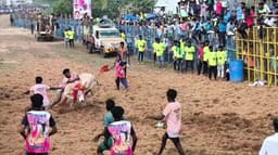 புதுக்கோட்டை மாவட்டம், வடமலாப்பூரில் விறுவிறுப்பான ஜல்லிக்கட்டுப் போட்டி.. பாய்ந்துவரும் காளைகளை போட்டிப் போட்டு அடக்கும் மாடுபிடி வீரர்கள்